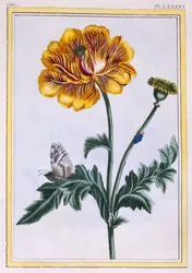 Doppelte kriechende Butterblume, Ranunculus repens Var: Pleniflorus, ca. 1776